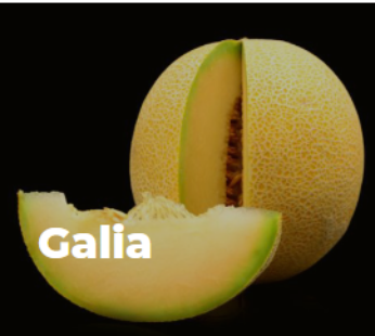 MELONS | GALIA | 5 | 5KG | GREYPE | CRT